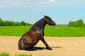 The bay horse with its black mane and tail is sitting on the sandy ground Royalty Free Stock Photo