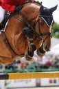 Close up of bay horse on jumping show. Royalty Free Stock Photo