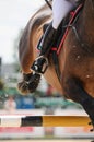 Close up of jumping bay horse on show. Royalty Free Stock Photo