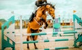 A bay horse jumps the high blue barrier on a summer day. Equestrian sports and horse riding. Jumping competition