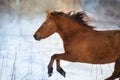 Bay horse run in snow Royalty Free Stock Photo