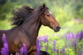 Horse with long mane portrait Royalty Free Stock Photo