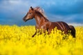 Horse portrait in yellow flowers and blue sky like flag of Ukraine Royalty Free Stock Photo