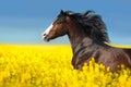 Horse portrait in yellow flowers and blue sky like flag of Ukraine Royalty Free Stock Photo