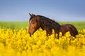 Horse portrait on rape field