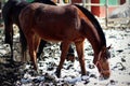 Bay horse is looking for food Royalty Free Stock Photo