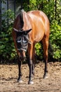 A bay horse in a mosquito net for the head, with painted eyes