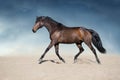 Bay horse in motion Royalty Free Stock Photo