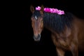 Bay horse with pink pions Royalty Free Stock Photo