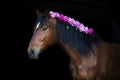 Bay horse with pink pions i Royalty Free Stock Photo