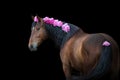 Bay horse with pink pions Royalty Free Stock Photo