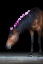 Bay horse with pink pions Royalty Free Stock Photo