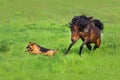 Bay horse play with dog Royalty Free Stock Photo