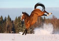 Bay horse playing in the snow field