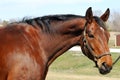 Bay Horse portrait Royalty Free Stock Photo