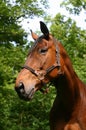 Bay horse portrait Royalty Free Stock Photo