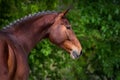 Bay horse portrait Royalty Free Stock Photo