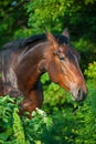 Bay horse portrait Royalty Free Stock Photo