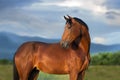 Bay horse portrait Royalty Free Stock Photo