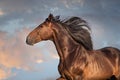 Bay horse portrait Royalty Free Stock Photo