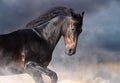 Bay horse portrait Royalty Free Stock Photo