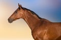 Bay horse portrait Royalty Free Stock Photo