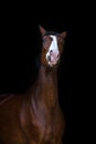 Bay horse portrait Royalty Free Stock Photo