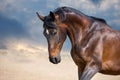 Bay horse portrait Royalty Free Stock Photo