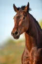 Bay horse portrait Royalty Free Stock Photo