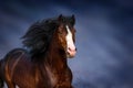 Bay horse portrait in motion Royalty Free Stock Photo