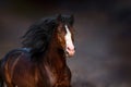 Bay horse portrait in motion Royalty Free Stock Photo