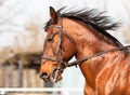 Bay horse in profile at the arena. Royalty Free Stock Photo