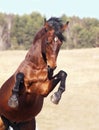 Bay horse rearing in the field Royalty Free Stock Photo