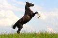 Bay horse rearing up Royalty Free Stock Photo