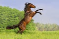 Bay horse rearing up Royalty Free Stock Photo