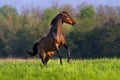 Bay horse rearing up Royalty Free Stock Photo