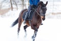 Bay horse with rider galloping on winter field Royalty Free Stock Photo