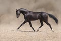 Bay horse  run fast Royalty Free Stock Photo