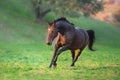 Bay horse run fast Royalty Free Stock Photo