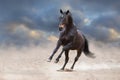 Bay horse run gallop Royalty Free Stock Photo