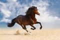 Bay horse run gallop Royalty Free Stock Photo