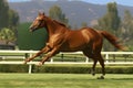 Bay horse run gallop on desert sand against blue sky. Neural network AI generated Royalty Free Stock Photo