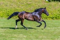 Bay horse run gallop on desert sand against blue sky. Neural network AI generated Royalty Free Stock Photo