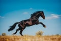 Bay horse run gallop on desert sand against blue sky. Neural network AI generated Royalty Free Stock Photo