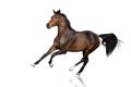 Bay Horse run gallop isolated Royalty Free Stock Photo