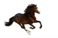 Bay horse run Royalty Free Stock Photo