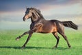 Bay horse run gallop Royalty Free Stock Photo