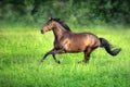 Bay horse run on green Royalty Free Stock Photo