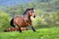 Bay horse run Royalty Free Stock Photo