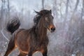 Bay horse run Royalty Free Stock Photo